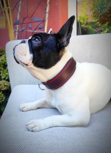 collier pour chien en cuir haut de gamme, chic, élégant, cuir pleine fleur.