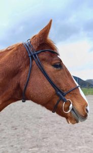 Bridon pour cheval en cuir