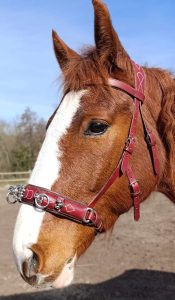 Caveçon pour cheval, idéal pour le travail à pied ou la longe.