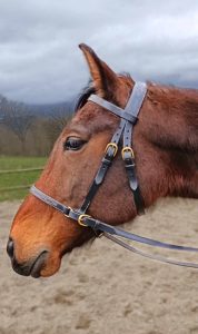 side-pull en cuir pour monter à cheval sans mors