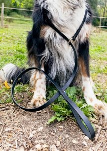 Laisse éducative pour chien