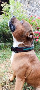 Collier pour chien insert cuir de saumon vert.