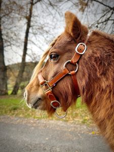 Licol en cuir sur mesure T.mini shetland