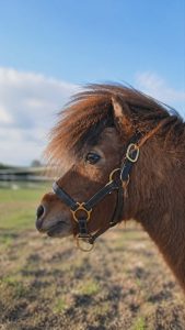 Licol poney T.mini