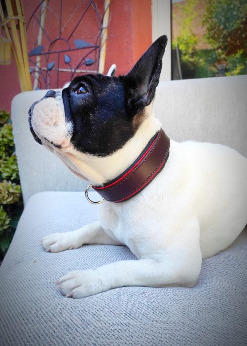 collier pour chien en cuir haut de gamme, chic, élégant, cuir pleine fleur.