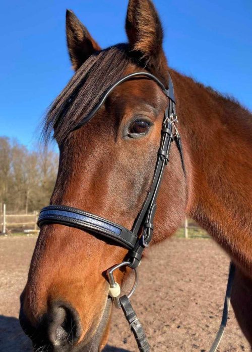 bridon sur mesure pour le cheval en cuir de saumon bleu frontal cousu rond découpe oreille amatomique
