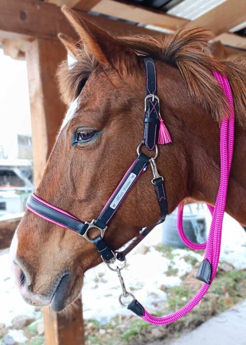 Licol en cuir sur-mesure, réalisé en cuir tannage végétal et doublé veau et mousse.